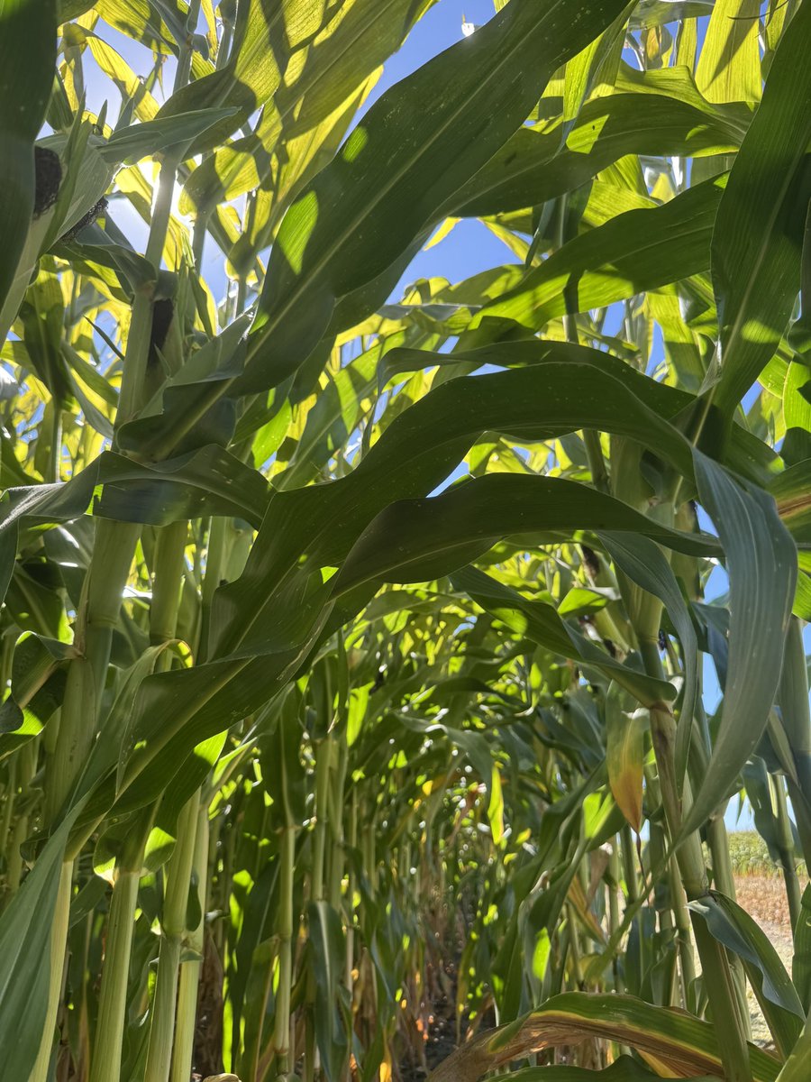 R.Spuehler Agri Services tweet media