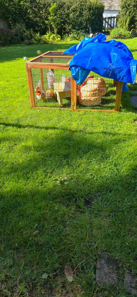 Yum yum in the sun!