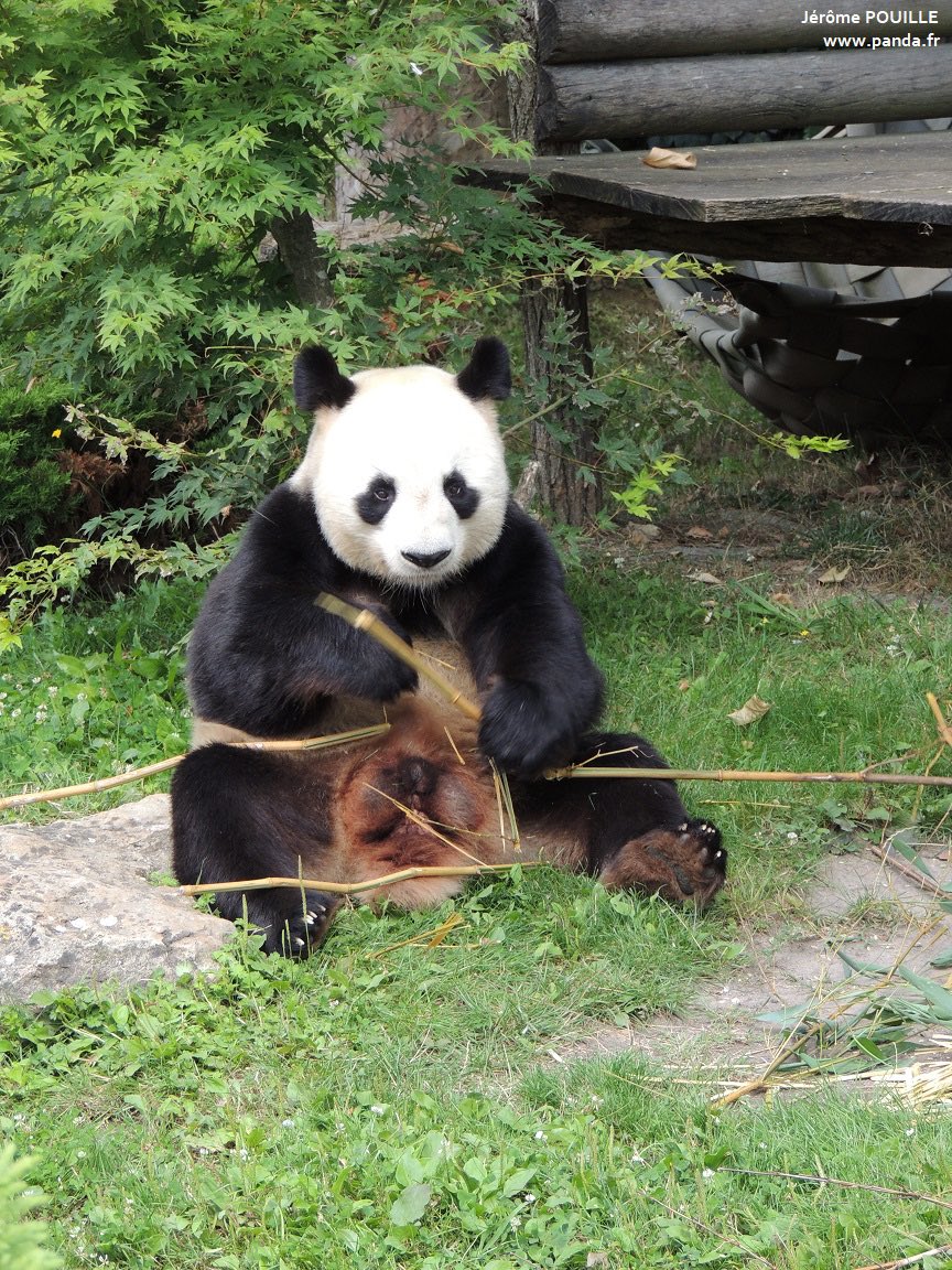pandas_fr's tweet image. ‼️ 🐼🐼 🇫🇷🔜🇨🇳 Le @zoobeauval vient d’annoncer que la femelle #HuanHuan et le mâle #YuanZi, tous deux âgés de 17 ans, allaient être rapatriés en Chine le 25 novembre prochain.
📸 Yuan Zi et Huan Huan le 2 août dernier / Jérôme POUILLE
panda.fr