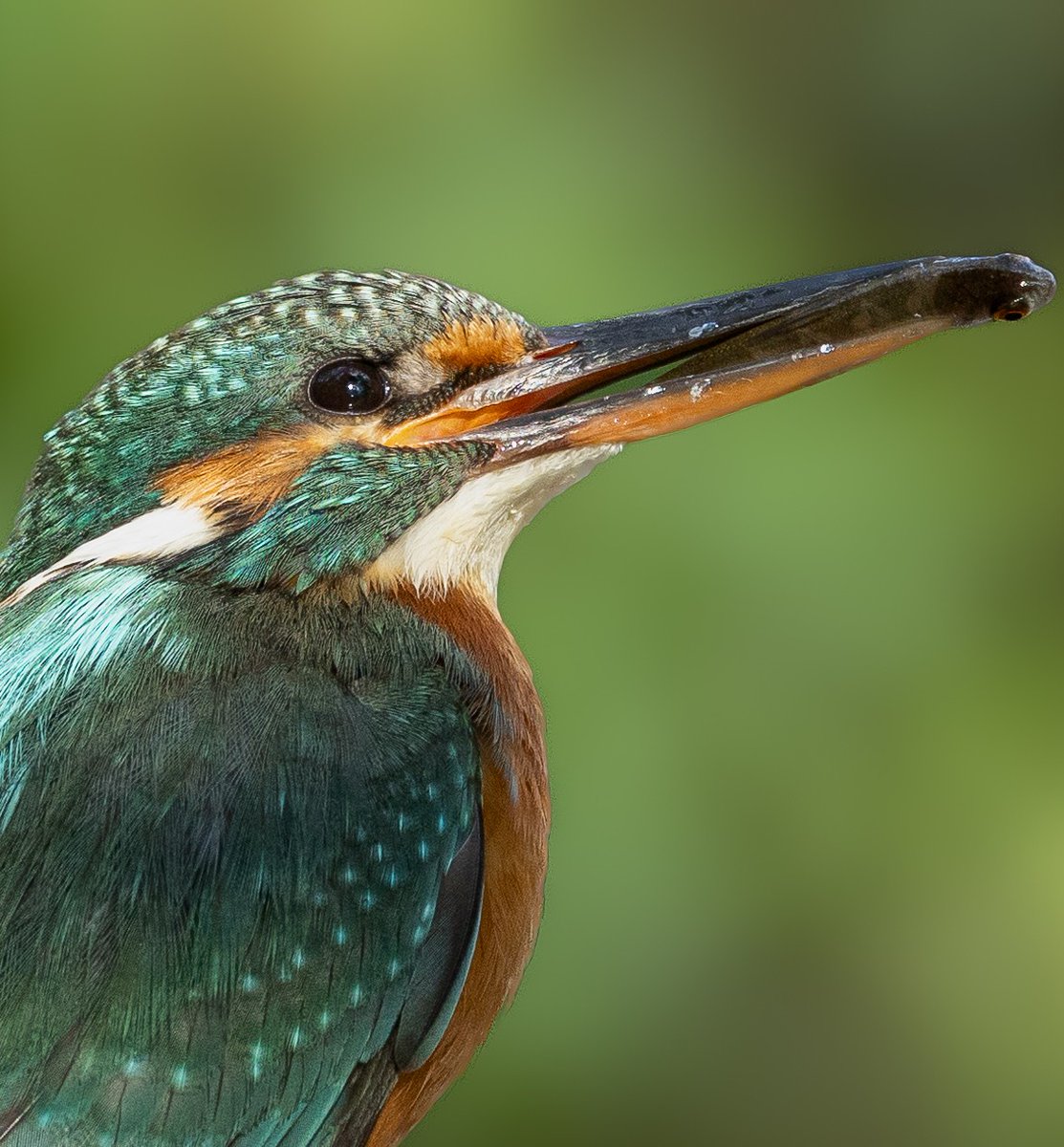 Miss kingfisher with a fish 🐠🐟
