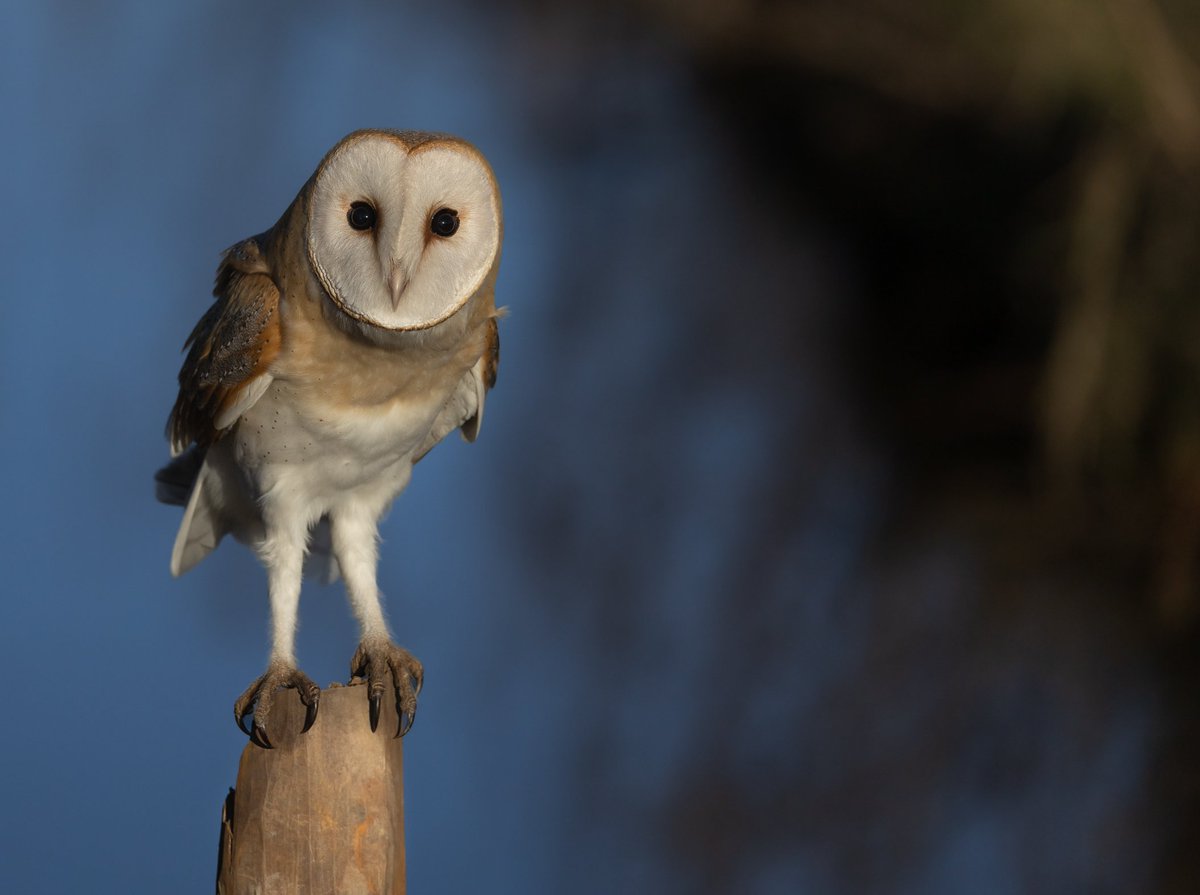 Close up crop of a barn owl