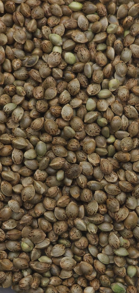 JylleneGenetics's tweet image. Looking for 10 Android users to test a new car repair app (Google Play).
Not cannabis testing, just honest app feedback.

💨 As thanks, you’ll get a 6-pack of Gasberry Burzt seeds in return.

If more than 10 people enter, I’ll select 10 at random. Send DM if interested.