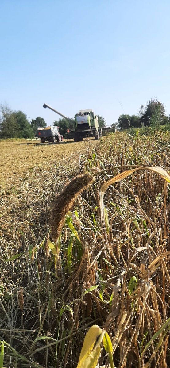 peteraposjme's tweet image. Bér italský. Setaria italica.