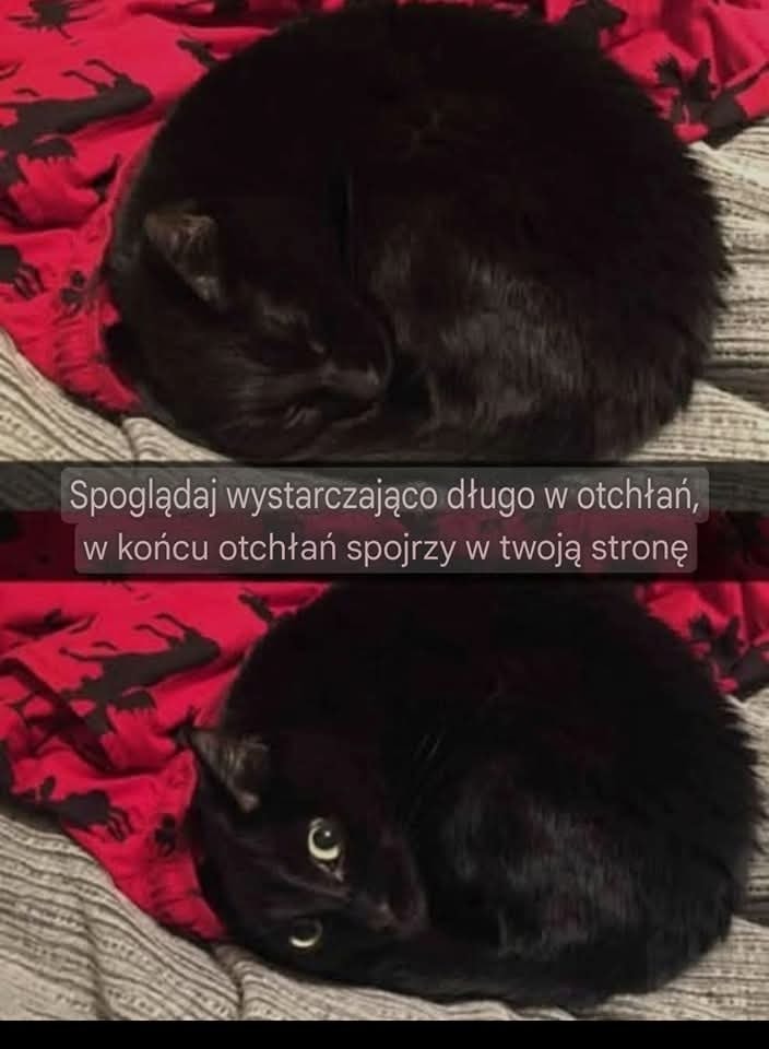 Są tu jacyś opiekunowie czarnych kotów? 😁

Czarnulki górą ❣️
#blackcats