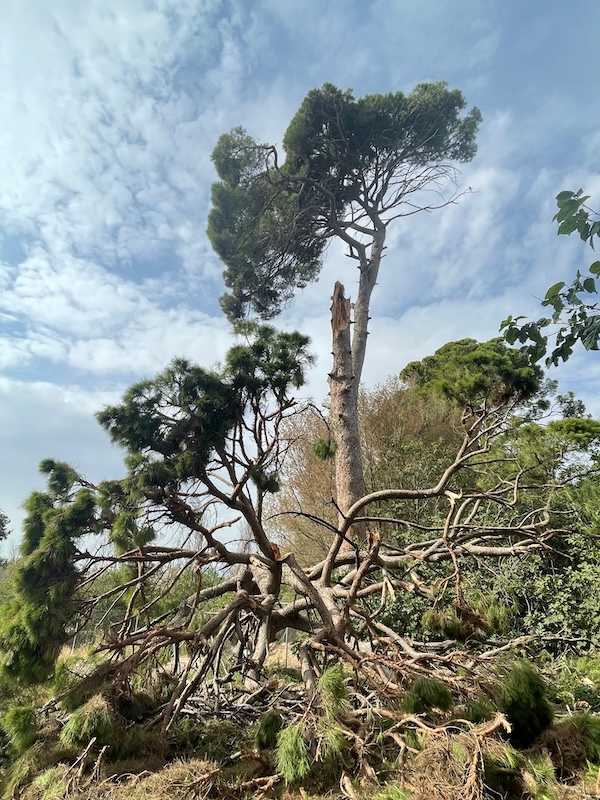 ecointeligencia's tweet photo. ¡Eres más viejo que los pinos de Churra! (Entrega nº 2)

Los #pinoscentenariosChurra son árboles monumentales que ya han superado el siglo de vida y forman parte inseparable de nuestra identidad colectiva

https://t.co/6Z5DYAznEp

#sostenibilidad #medioambiente #biodiversidad https://t.co/JRfg08OfAV