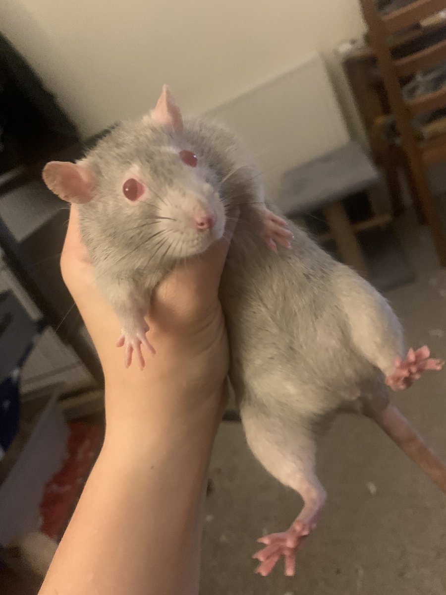 KorgTheBronan's tweet image. All rats love trans rights and hate transphobes!! Peggy is waiting for you in hell so she can fuck u up!