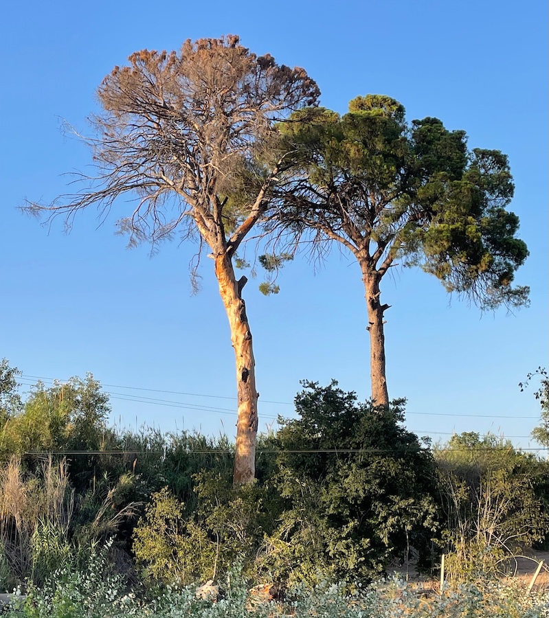 ecointeligencia's tweet photo. ¡Eres más viejo que los pinos de Churra! (Entrega nº 2)

Los #pinoscentenariosChurra son árboles monumentales que ya han superado el siglo de vida y forman parte inseparable de nuestra identidad colectiva

https://t.co/6Z5DYAznEp

#sostenibilidad #medioambiente #biodiversidad https://t.co/JRfg08OfAV
