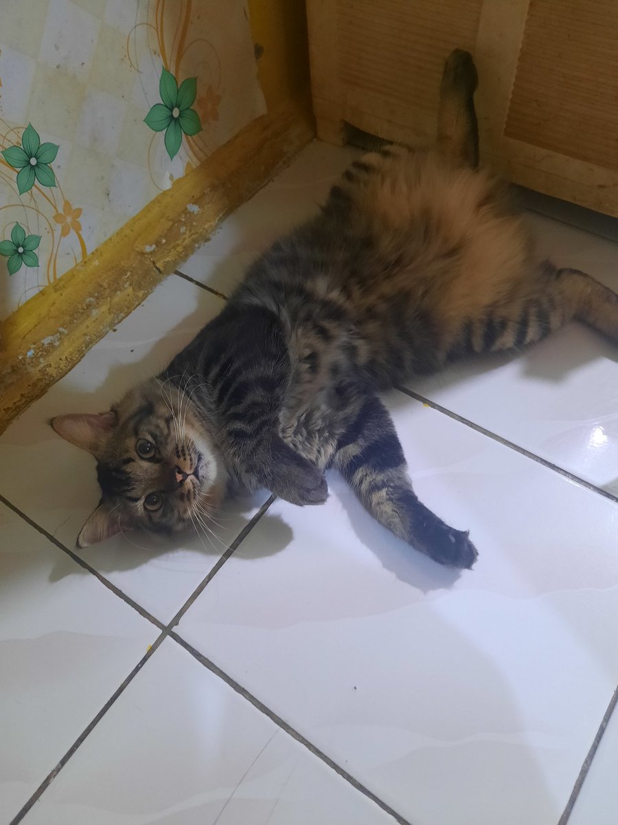 Bingung bgd keluar rumah bentar nyebur got mulu, hoby bgd berenang apa gmn sii...