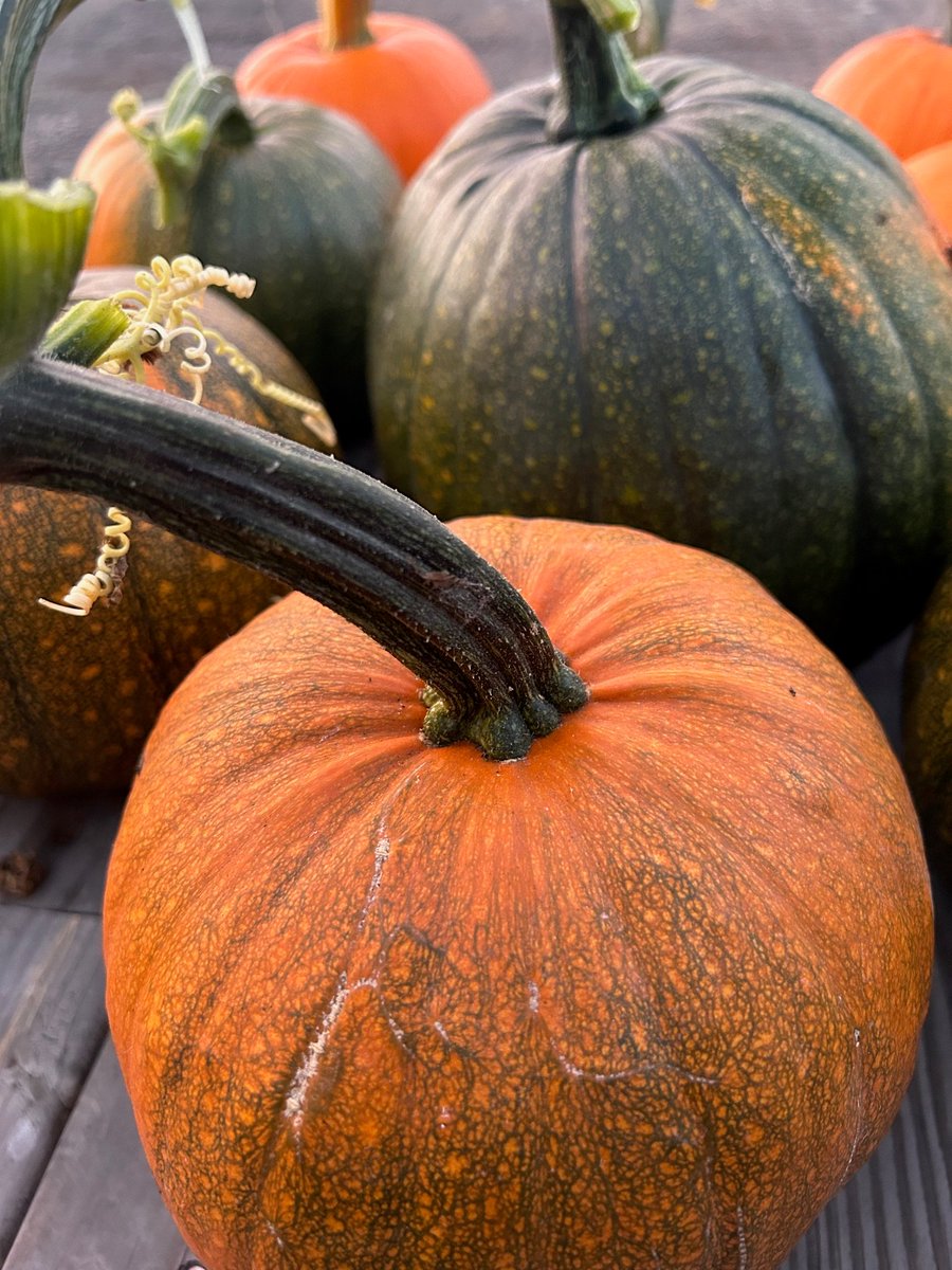 Happy first day of fall!

come fall
angiequantrell.com/2025/09/22/com… via @angiequantrell 

#fall #poem #autumn