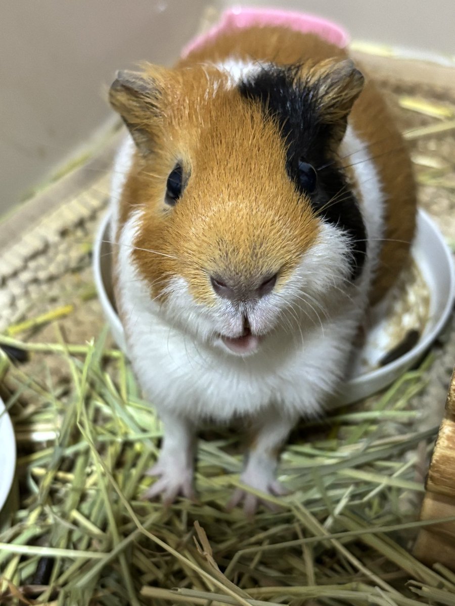 チモシーくだしゃい🍚