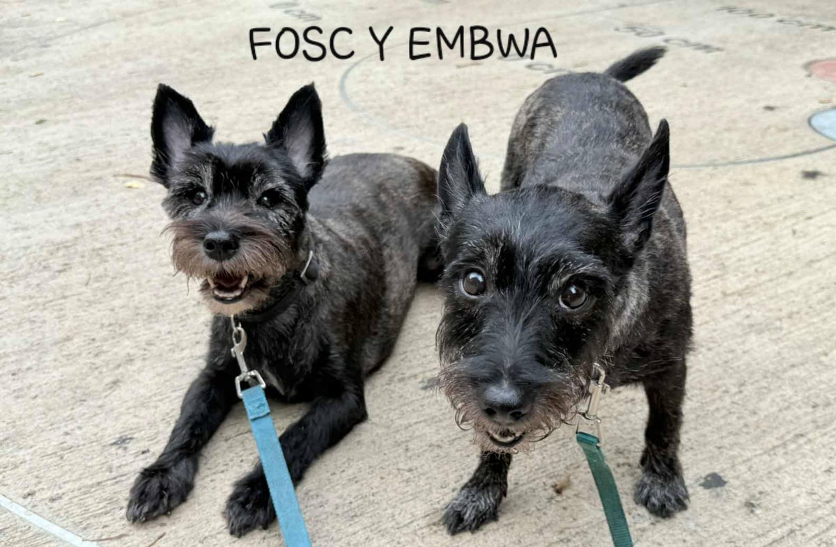 SosAbuelos1's tweet image. #Barcelona
Estas dos preciosidades negras son los hermanitos; #FOSC &amp;amp; #EMBWA, de 11 años.

Pequeñitos, guapísimos y encantadores, posan a cámara con la esperanza de que alguien se enamore y les dé un nuevo hogar en el que poder envejecer juntos.

Cariñosos y muy tranquilos; a…