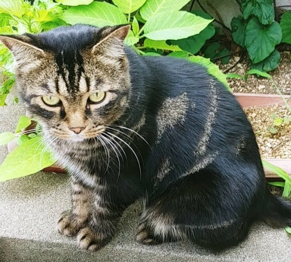 wasizu7masahiko's tweet photo. 🔶#拡散RP希望🔶
#迷子猫 #長期間迷子
❇️名前『トット🐱ちゃん』🐸
⭕#アメショー ハーフ
⭕オス♂🎏
⭕黄色の首輪（裏に連絡先あり)
⭕全身⇒黒と茶
顎⇒白
⭕️保護されて💖いませんか？(^-^;💦
⭕埼玉県 #吉川市上内川 ～迷子😢
⭕令和3年1月28日以降行方��明😭
#どんな些細な情報でもお願いします🙏 https://t.co/7jkg8EjXjr