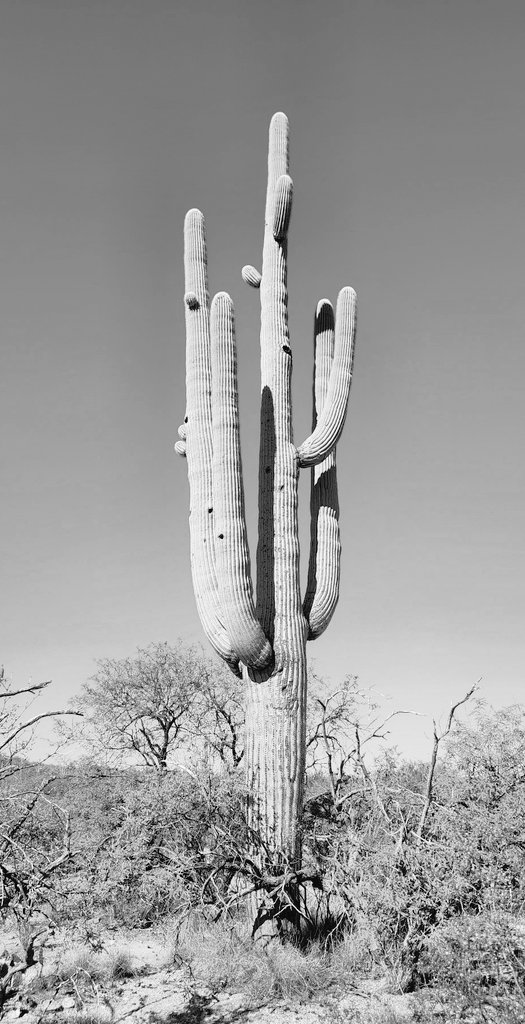 Odds and N's tweet media