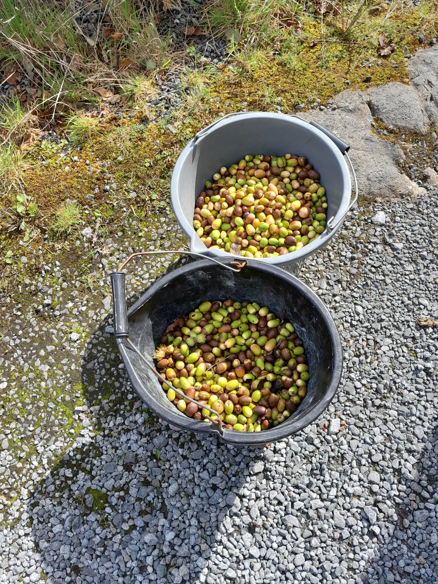 NativeWoodTrust's tweet image. 🍂 Autumn Equinox 🌳
#SquirrelSquadrons from our local branches across the country are busily collecting seeds in Ireland's oldest woodlands. Over the weekend, our Galway branch visited our newest nature reserve, Coill Sheanadh Gharráin🌳