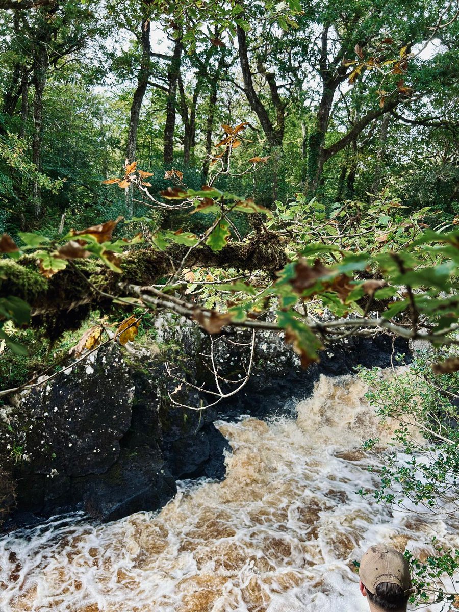 NativeWoodTrust's tweet image. 🍂 Autumn Equinox 🌳
#SquirrelSquadrons from our local branches across the country are busily collecting seeds in Ireland's oldest woodlands. Over the weekend, our Galway branch visited our newest nature reserve, Coill Sheanadh Gharráin🌳