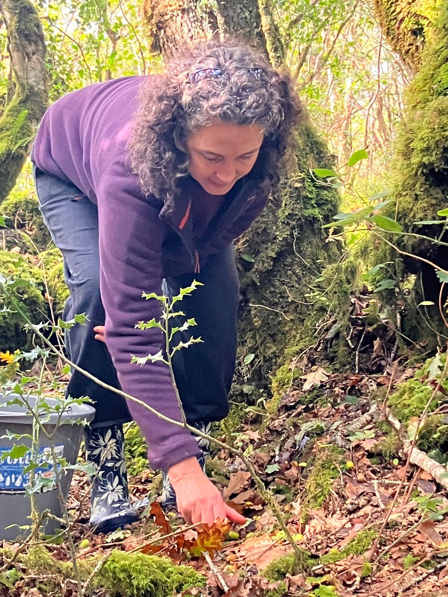 NativeWoodTrust's tweet image. 🍂 Autumn Equinox 🌳
#SquirrelSquadrons from our local branches across the country are busily collecting seeds in Ireland's oldest woodlands. Over the weekend, our Galway branch visited our newest nature reserve, Coill Sheanadh Gharráin🌳