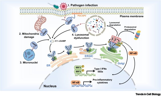Organelle-specific signaling of cGAS–STING dlvr.it/TNDGsW