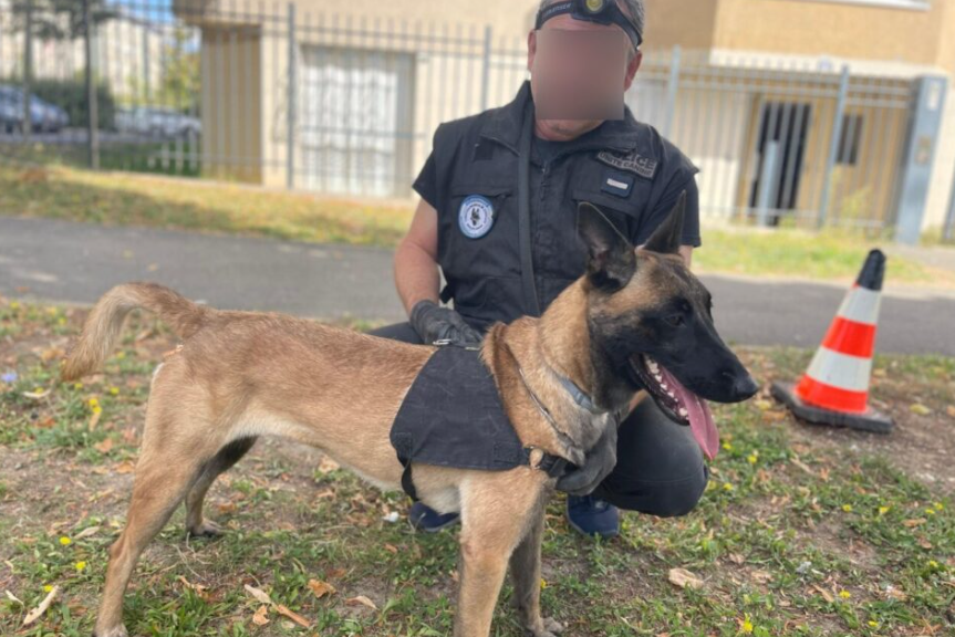 🧐Seine-et-Marne : la belle histoire d'Urcan, la chienne de la police, sauvée de l'euthanasie actu.fr/ile-de-france/… via <a href="/actufr/">actu.fr</a>