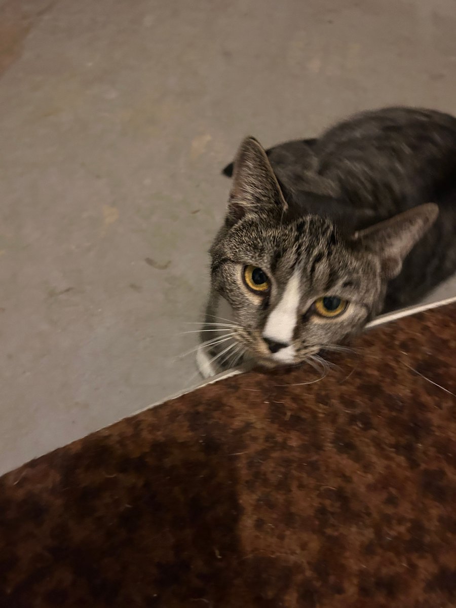 TAILSSpayNeuter's tweet photo. URGENT: Mama April needs a quiet foster home! 🐱

Her babies are all adopted—now she needs a patient person to help her learn trust. She’s shy but sweet, fully vetted, and purrs when she feels safe.

Open your heart ➡️ https://t.co/QcshjFOTET
RT to find her hero! 🖤 https://t.co/I6zUpQXlP2