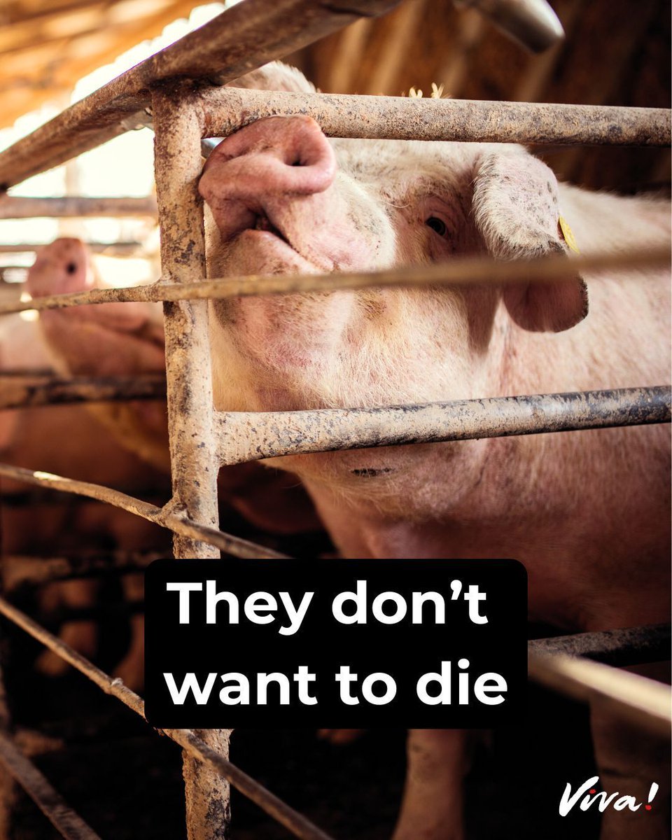 vivacampaigns's tweet image. It's as simple as that. Their lives shouldn't be taken for the sake of a meal.

We have seen scandalous scenes of animal abuse at Cranswick farms. See for yourself: viva.org.uk/cranswick

➡️ Can you help us expose more hidden cruelty? viva.org.uk/appeal-investi…

#veganism #vegan