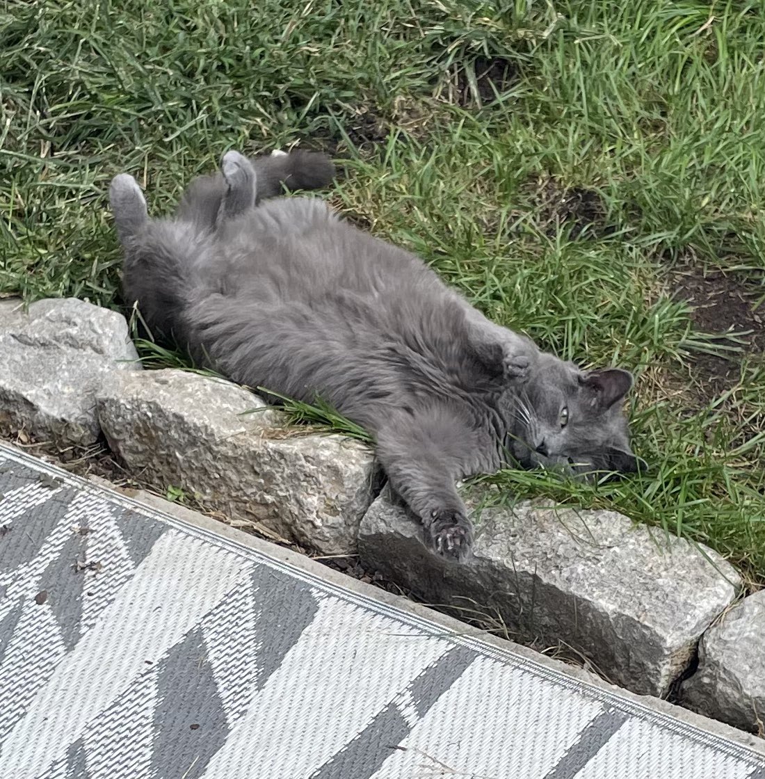 Riley: what? I’m trying to sun the floof. 
#Cats #CatsOnTwitter #CatsOfTwitter #CatsOnX #CatsOfX #CatsOnInstagram #CatsOfInstagram