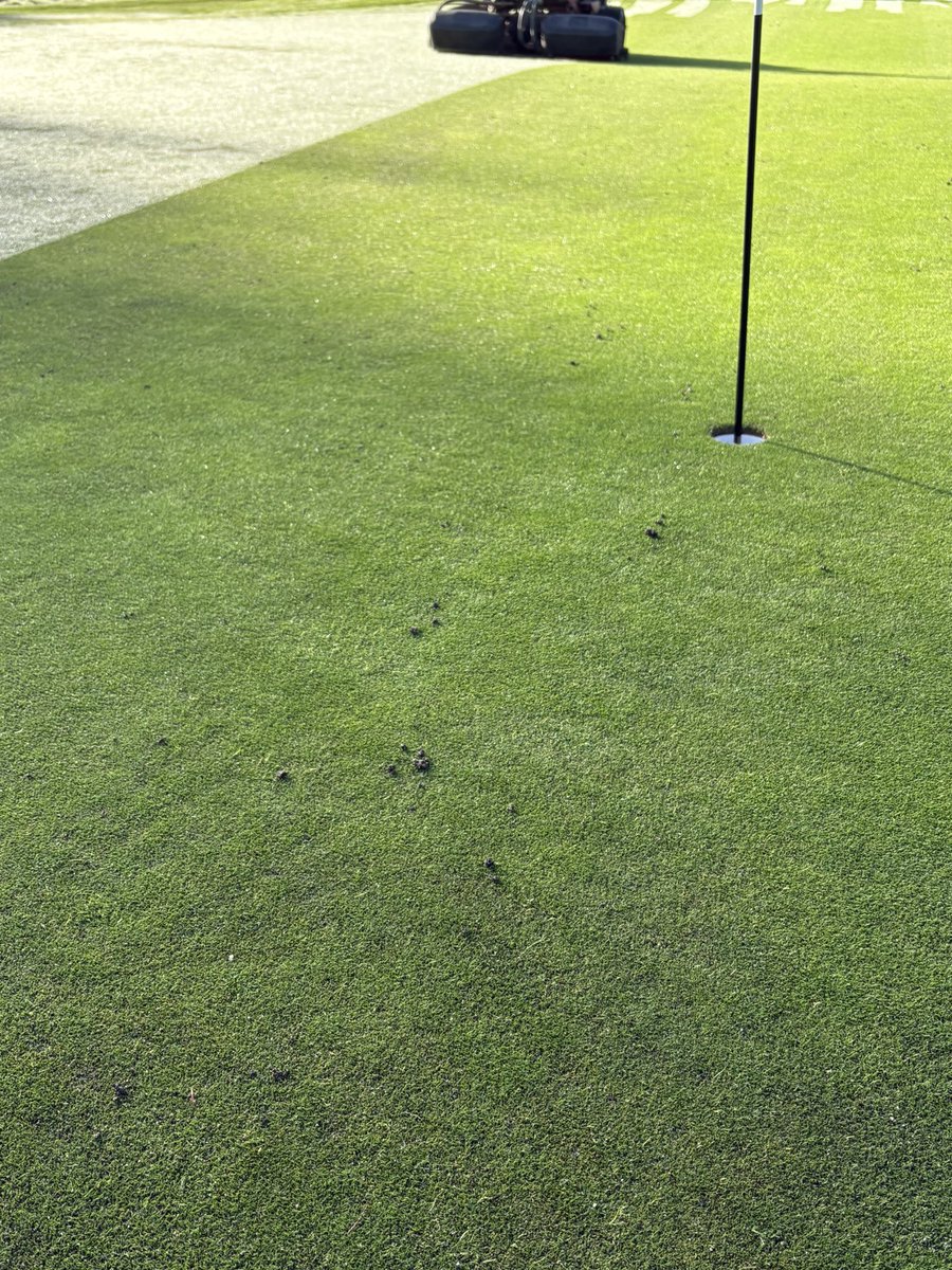 First mow a week post aerification. Looking good!