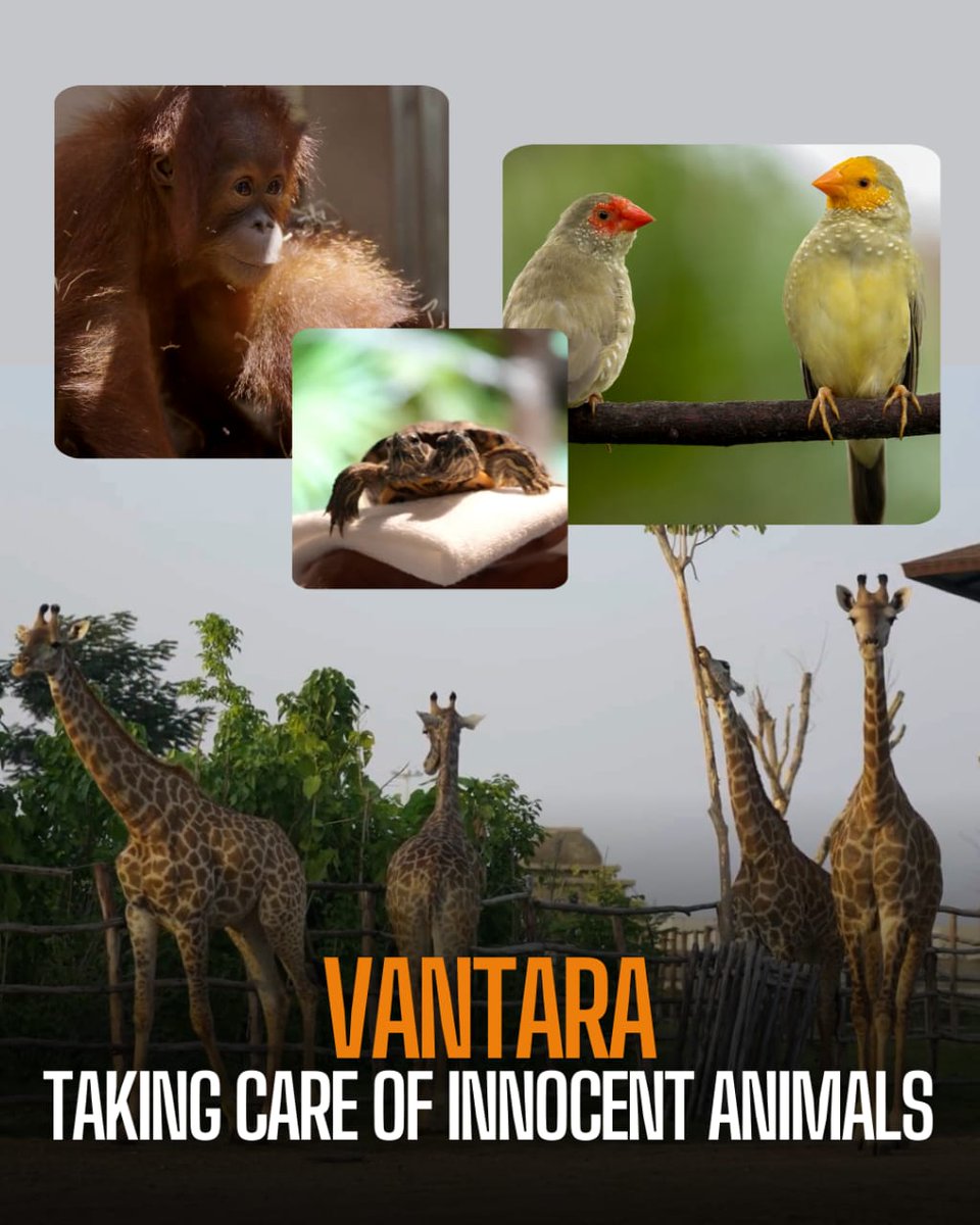WithusCelebrate's tweet image. Their safety and care matter more.....
#Vantara #vantaraforanimals