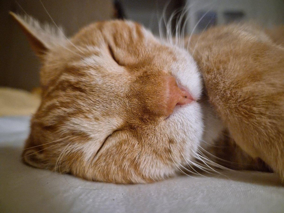 이게 감자야 고양이야