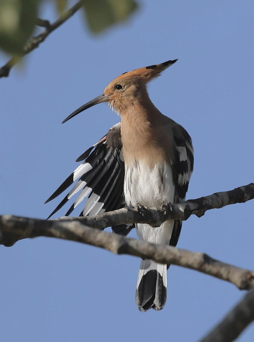 Steve Sanderson (@stevesando1) on Twitter photo Hoopoe today. Moult almost complete. Ria Formosa, Portugal 
#birdphotography #birding #birds #NaturePhotography #NatureLovers #wildlifephotography Hoopoe today. Moult almost complete. Ria Formosa, Portugal 
#birdphotography #birding #birds #NaturePhotography #NatureLovers #wildlifephotography