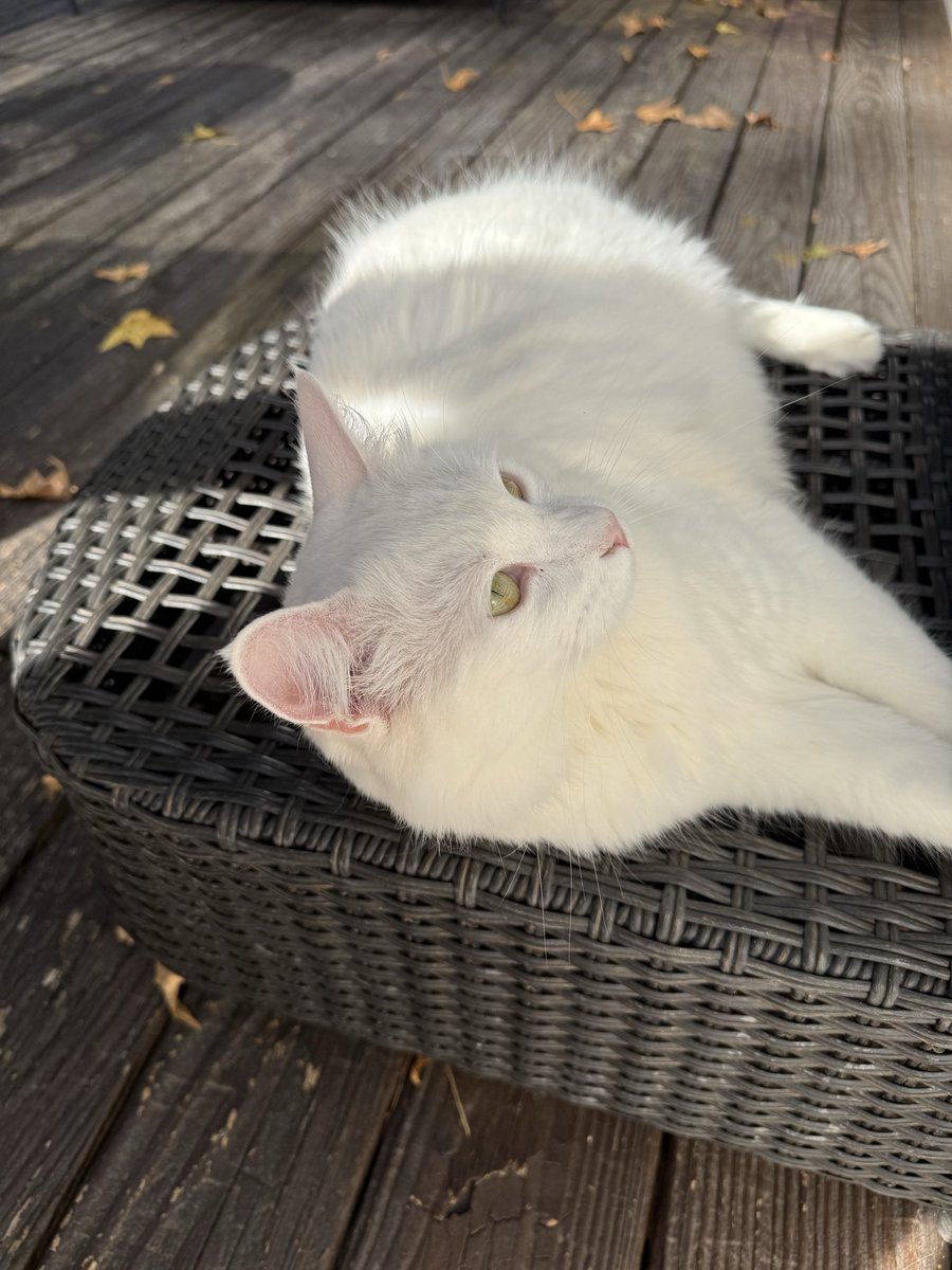 michaelnicks0's tweet image. 