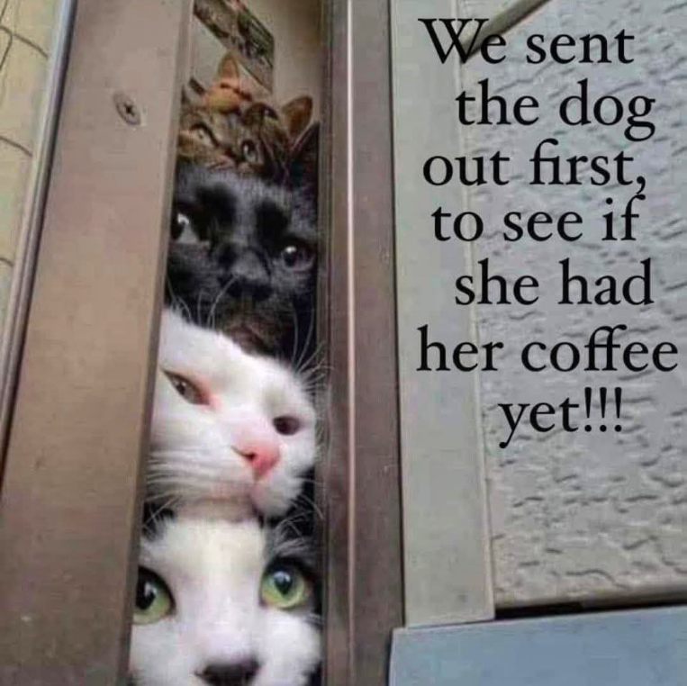 My house every morning...
🤣😂