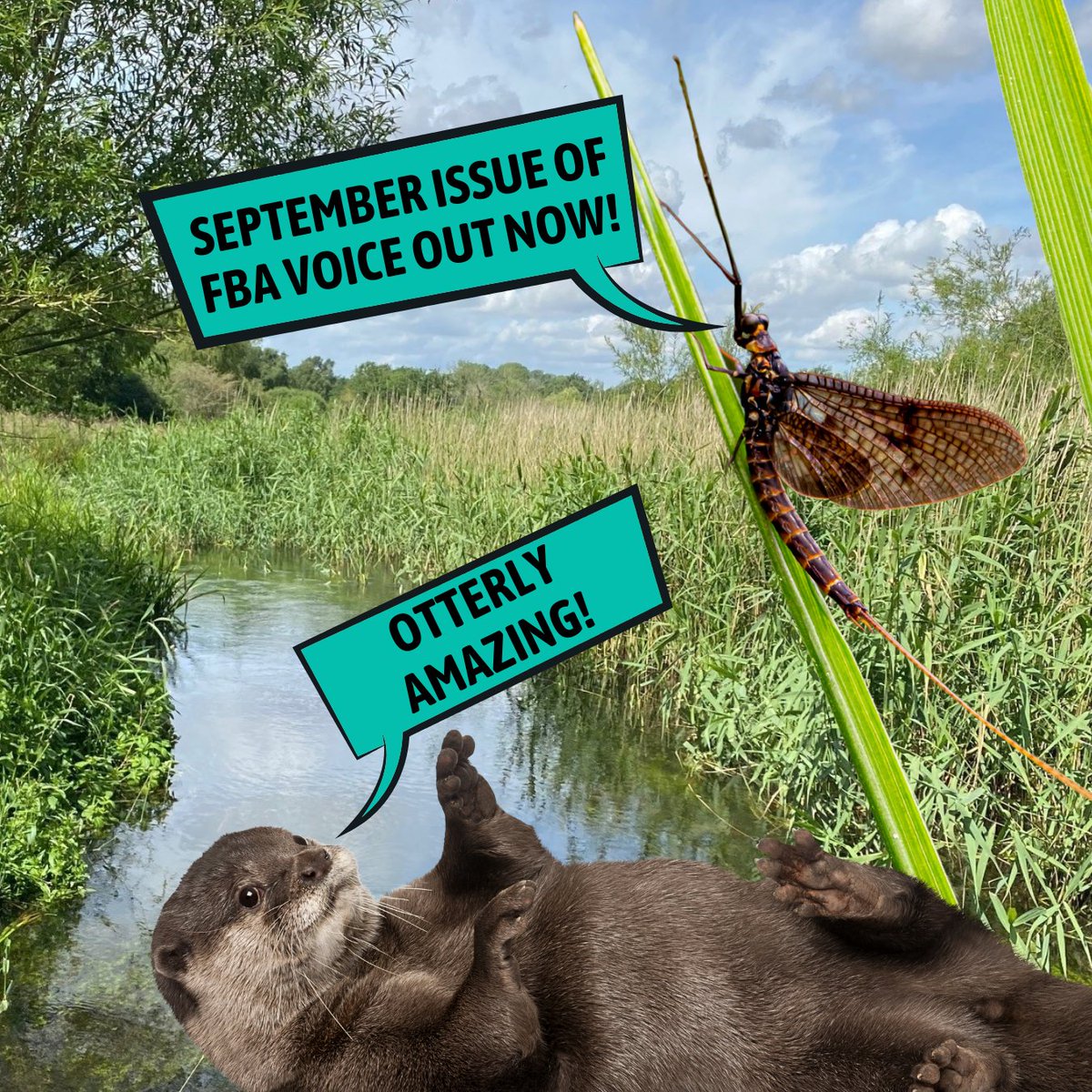 freshwaterbio's tweet photo. Greetings #freshwater friends! We're very pleased to announce that our September issue of FBA Voice is out now!
Featuring the #RiverWensum #ChalkRiver #ArcticCharr #BigWindermereSurvey #CitizenScience & much more!
Dive into our freshwater newsletter here:
https://t.co/kDaDLWmd6m https://t.co/XwuhPo7QIC