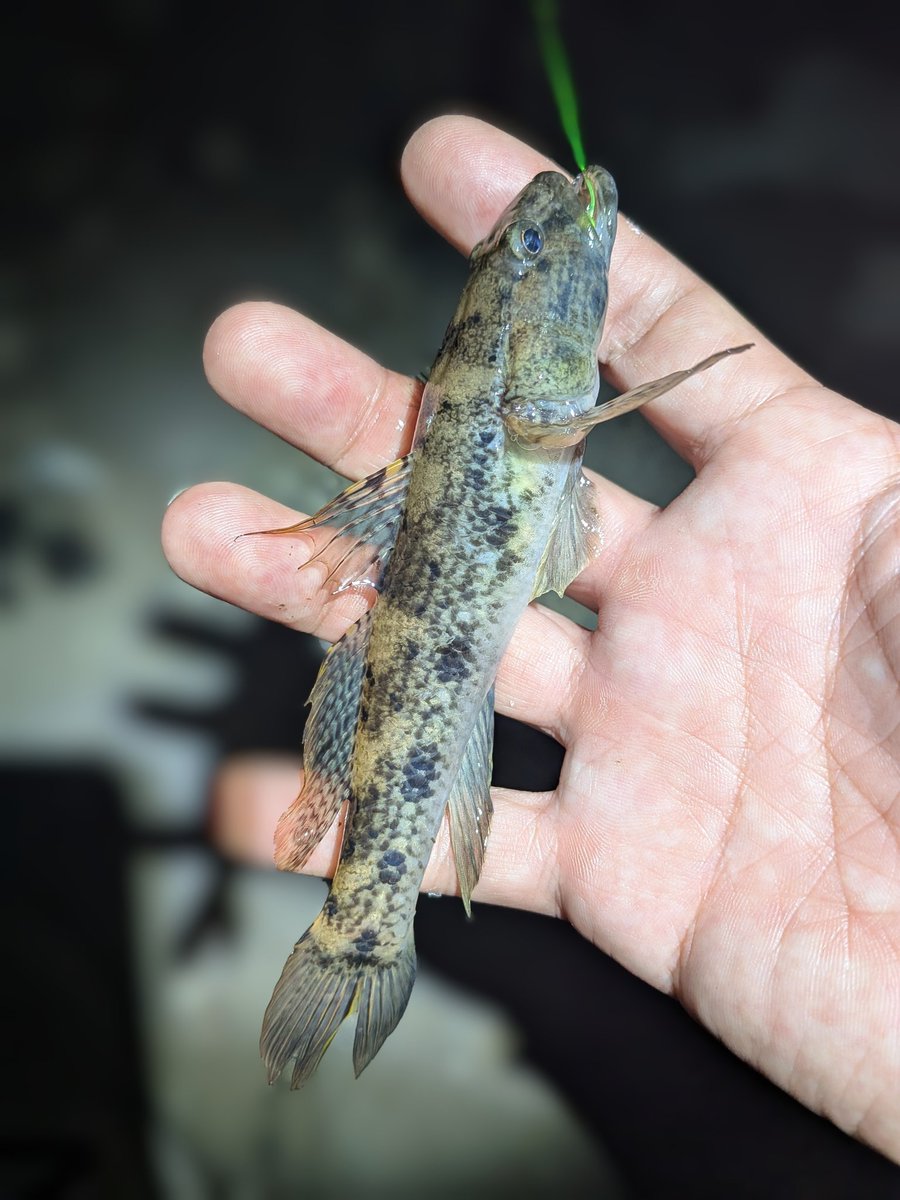 一匹釣った後は（その前も）ハゼの猛攻にやられまくってダメダメでした😓
最後にウロハゼ釣って終了しました。