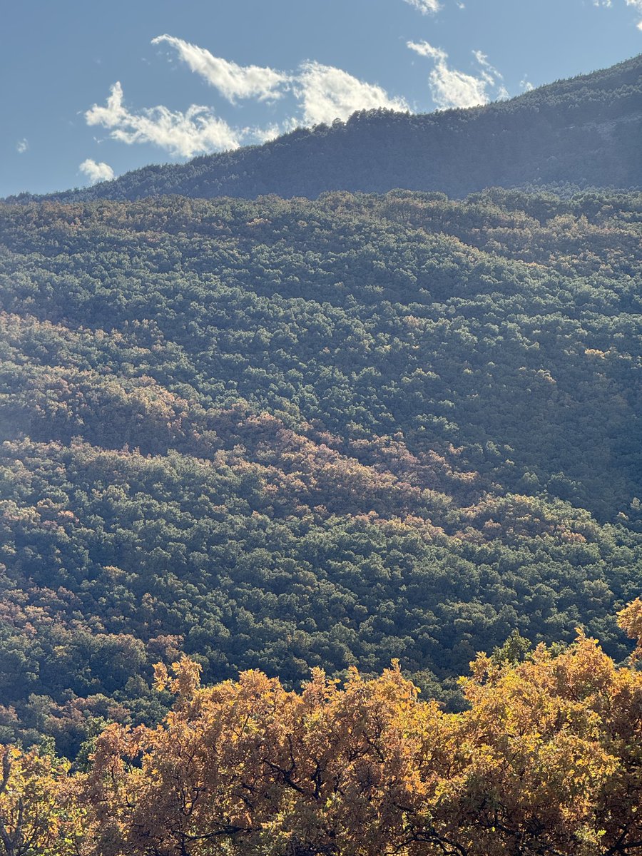 No es otoñada, es estrés hídrico.