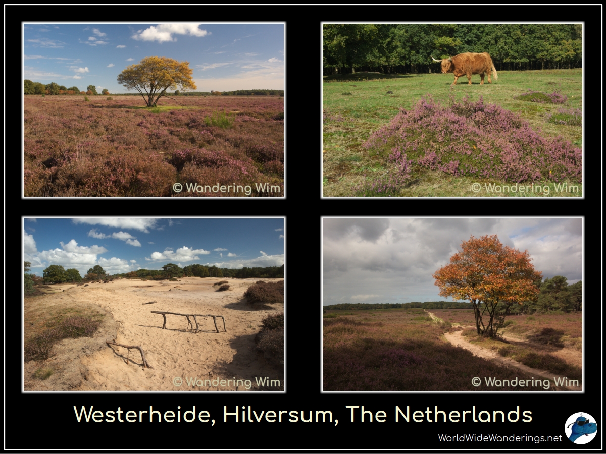 A walk through the Westerheide &amp; Zuiderheide near Hilversum. The heather still had a little bit of color.

More pics: worldwidewanderings.net/blog/2025/09/2…