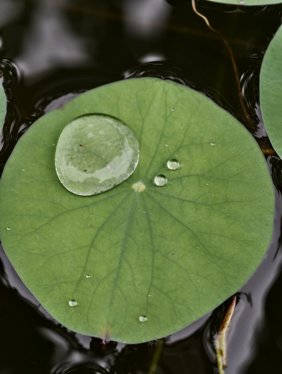 Let’s see your leaves 🍁

#theme_pic_India_leaves