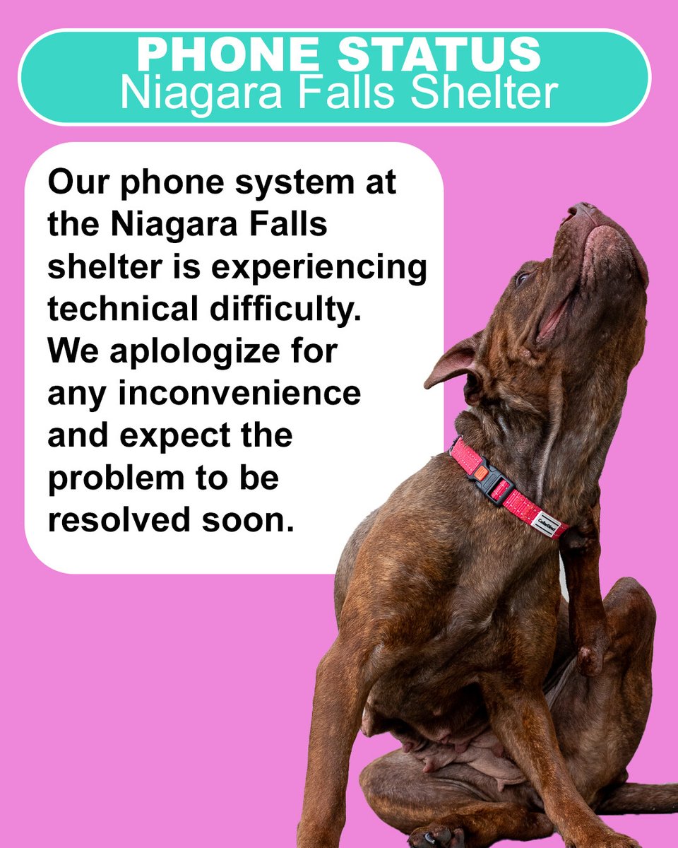 SERVICE DISRUPTION
Our phone system at the Niagara Falls animal centre is experiencing technical difficulty. We apologize for the inconvenience and expect the problem to be resolved soon.