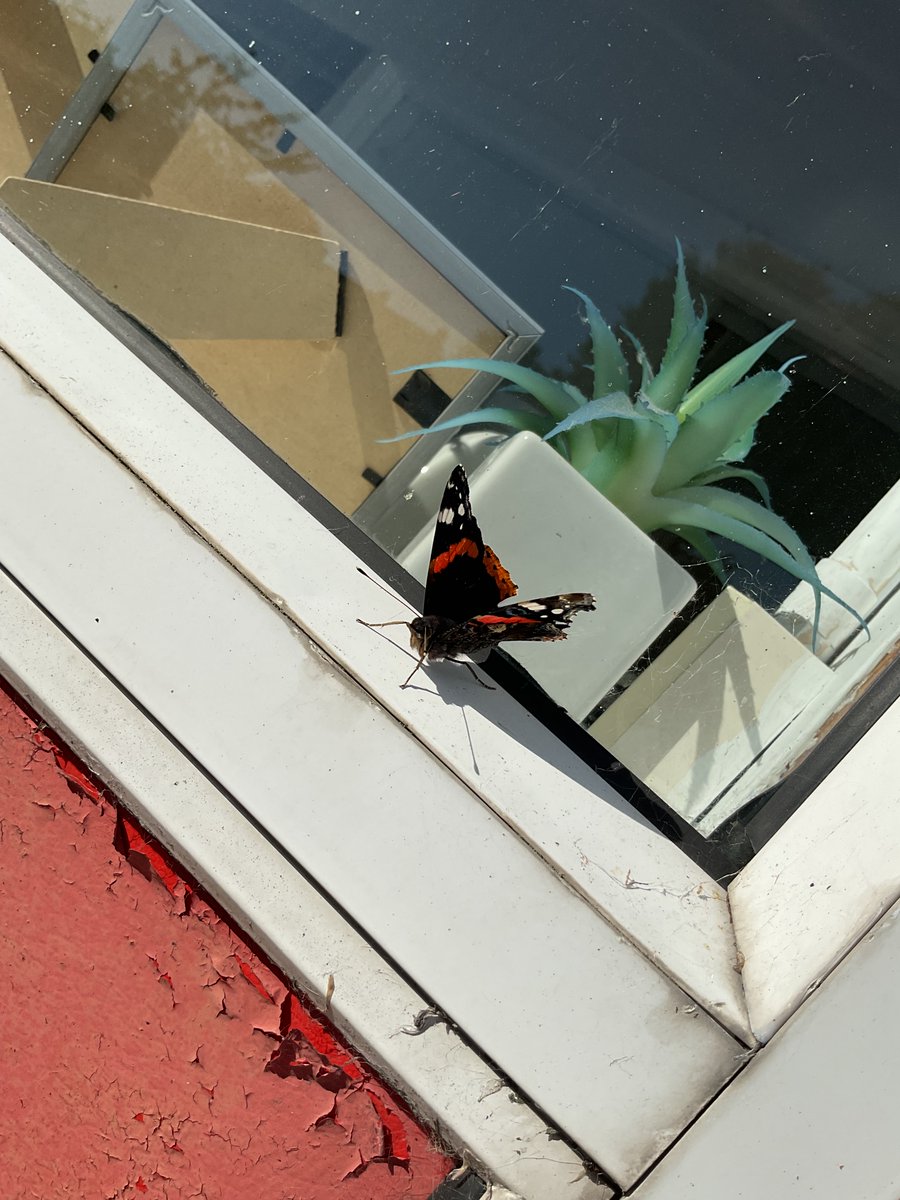 GlenmanorPS's tweet image. Today Primary 2/1  spotted some butterflies in the garden and were using them to practise counting, sorting, and pattern making. Nature really does make the best classroom. #learningthroughnature #rspbwildchallenge #wildchallenge #rspb #mathsweekscot