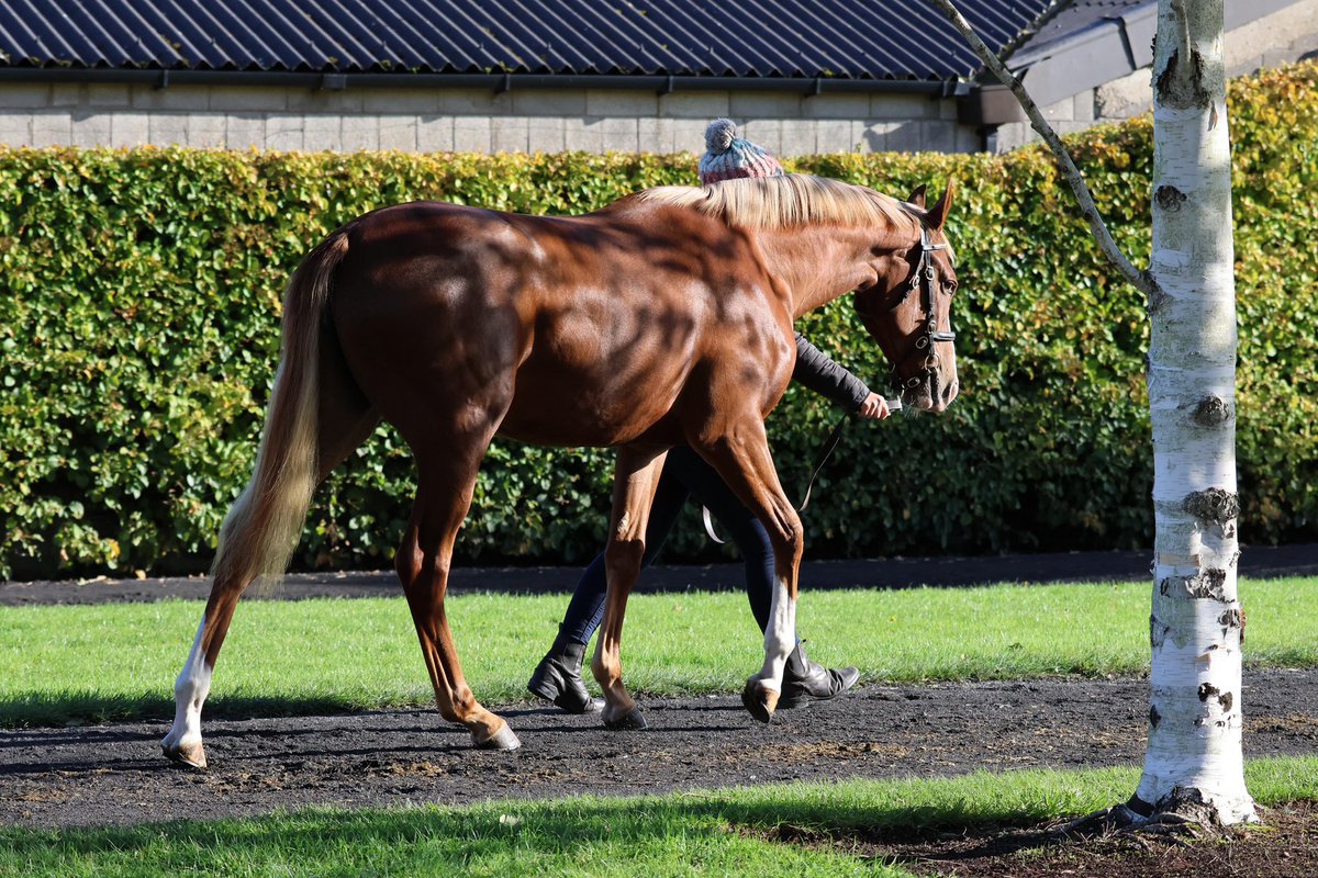 Irish National Stud tweet media