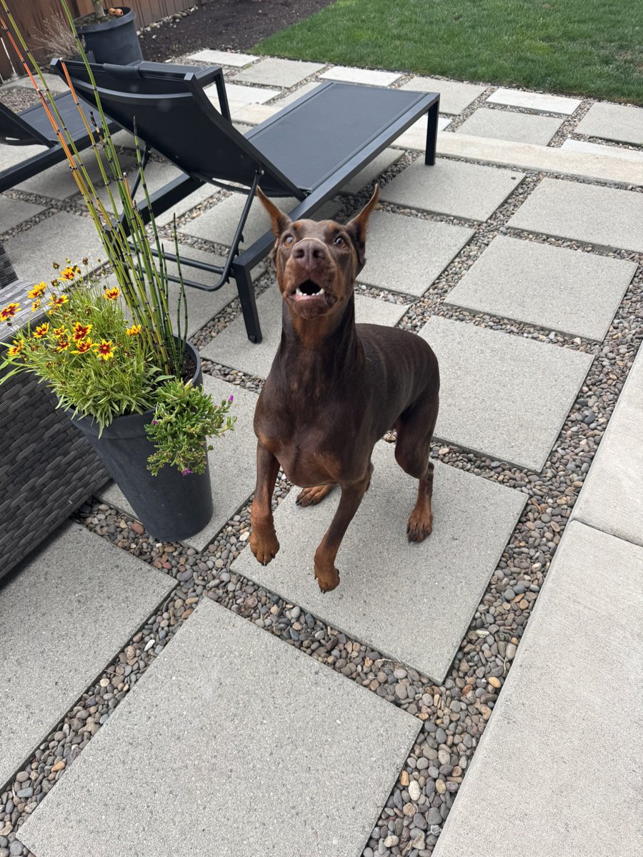 Bacon flavored bubbles for birthday girl !