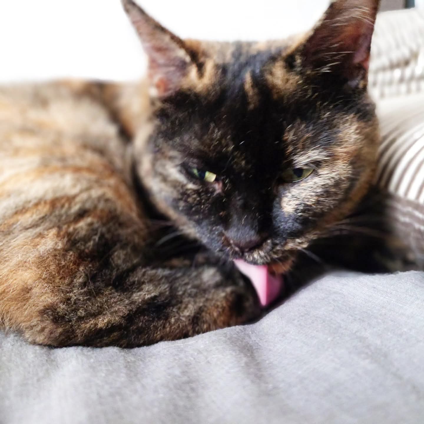 どこかの猫好き matsurizuki on X: 