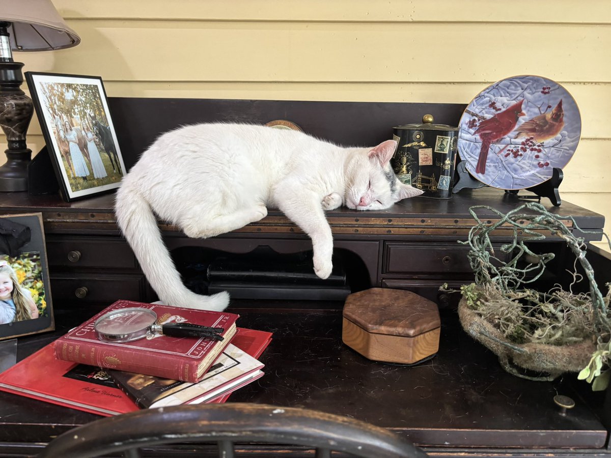 Elvis chillin on the desk! It’s a cats life🤷