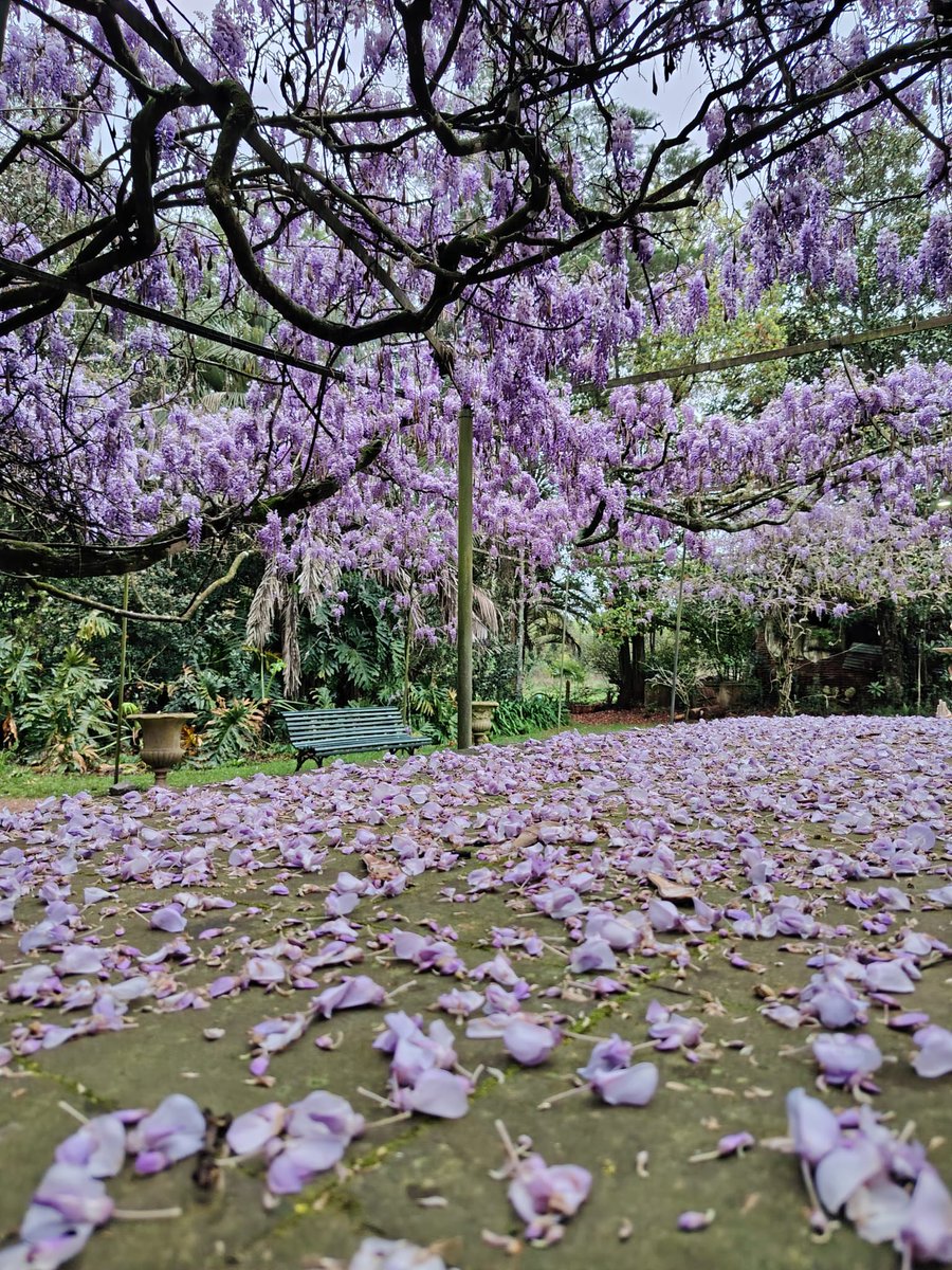 🟣 Ya es primavera y las glicinas lo saben
Oficialmente, hoy acaba de empezar la primavera y en el Jardín Histórico Quinta Capurro, como cada año florecen las glicinas llenando de color este hermoso lugar de #SantaLucía.
#CanelonesAvanzaConTurismo
#Primavera #QuintaCapurro