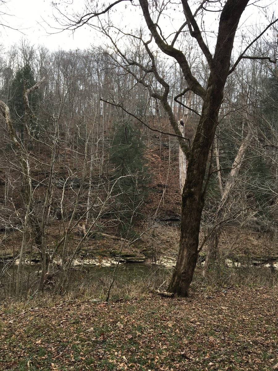 Spot the bald eagle and win a prize!