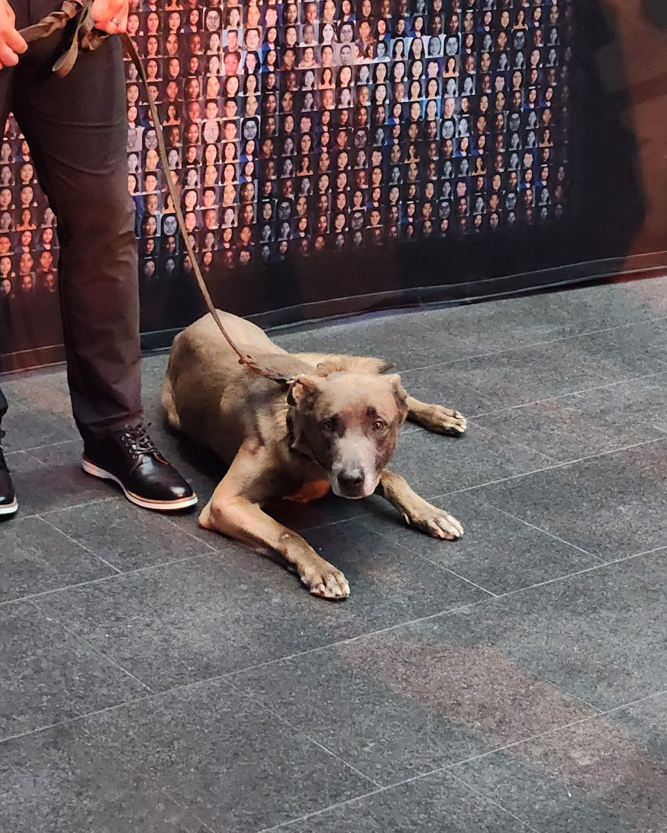 MagnetForensics's tweet image. We're honored to have had the chance to have members of our team attend @NCMEC's #HopeGala, particularly as they recognized the efforts of K-9 Kuno &amp;amp; Deputy Eric Calhoun of the Van Buren County Sheriff’s Department for helping recover 5 missing children. #ProtectTheInnocent