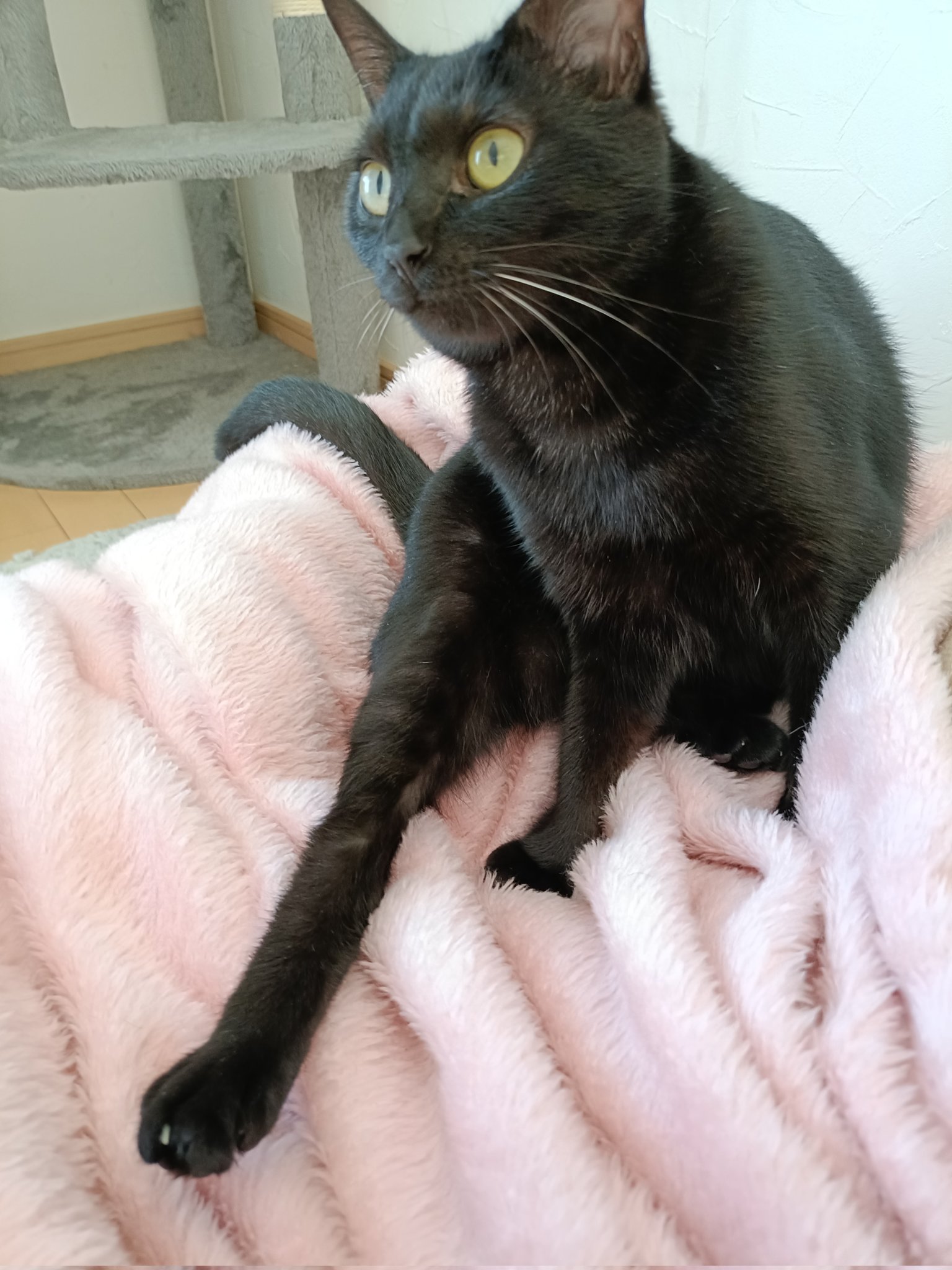 猫水ぬこ on X: 