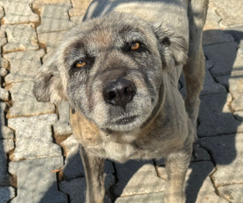 DogDeskAction's tweet photo. Aren't dogs amazing?๐พ they remind us to live in the moment.
Every walk, cuddle & treat is pure joy. ๐๐
#LifeLessons #DogsTeachUs #Mindfulness https://t.co/JsKpVBmmjb