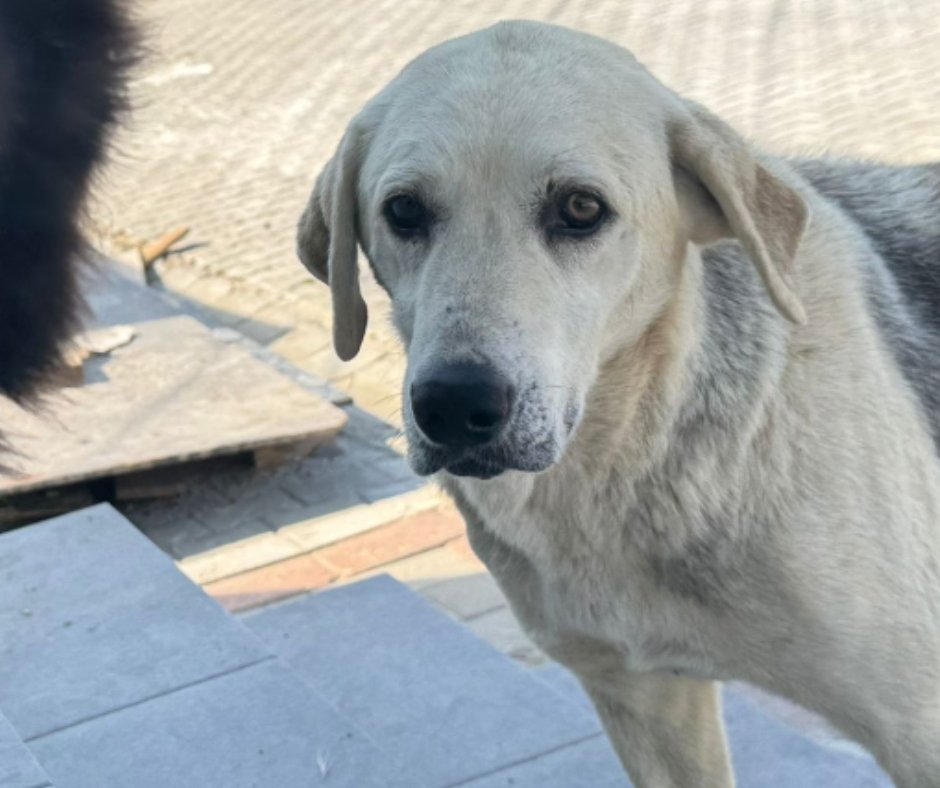 DogDeskAction's tweet photo. 🐕 A dog’s lesson: Be curious. Sniff out new paths.

 Every day is worth exploring. 🌍👃
#Curiosity #DogsOfTwitter #DogWisdom https://t.co/Hz0yXpsZJm