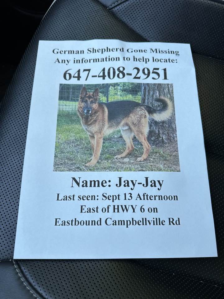 STILL MISSING. Jay-Jay, a 3 yr old German Shepherd, was last seen Sept 13 east of Hwy 6 on eastbound #Campbellville Rd. He went missing in #Puslinch. If you have any info about him please contact his family via facebook.com/dennisli17/pos….