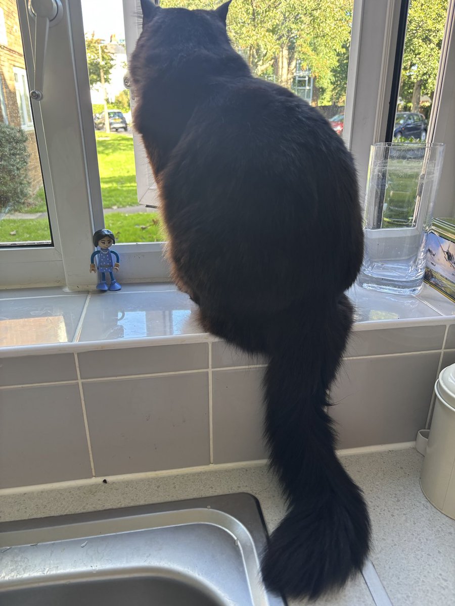 wendyjgarrison's tweet photo. ⁦@GBNEWS⁩ if you zone in ? Lego Head Chancellor has had a face lift and threatening poor Mr Cat with a fat cat tax!!! https://t.co/34OJoWJRaS